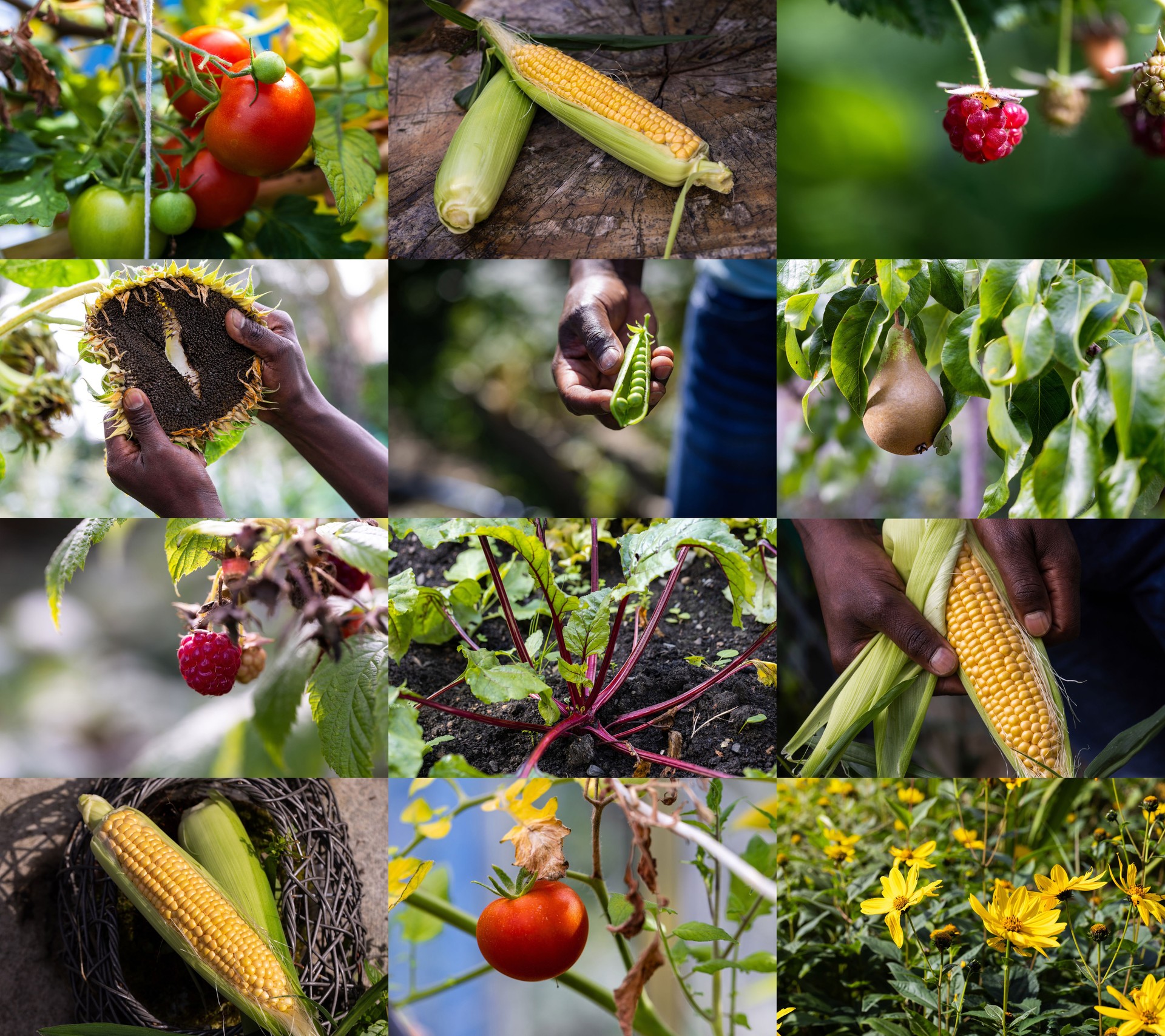 Garden Fruit and Vegetables